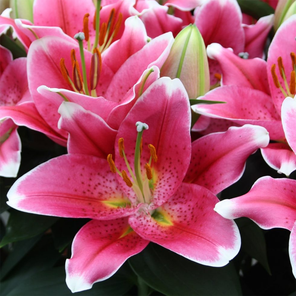 Assortment - Lily Looks