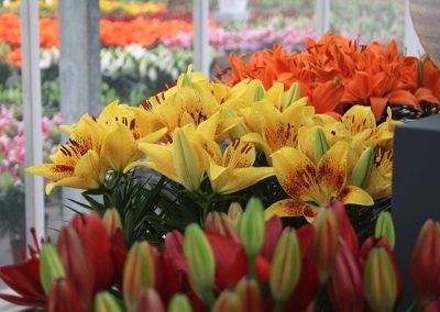 FlowerTrials 2019