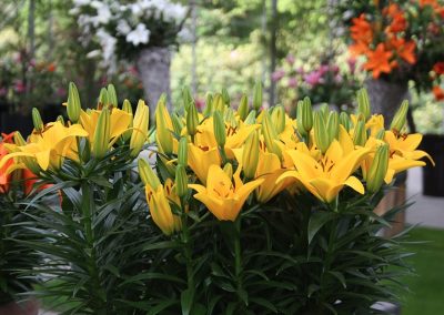 Keukenhof 2019