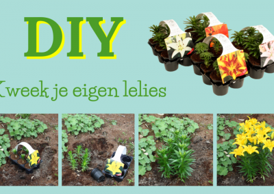 DIY – Grow your own lilies