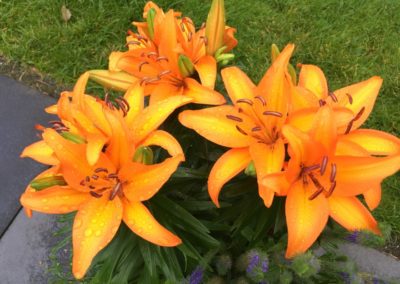A rain shower for the lilies