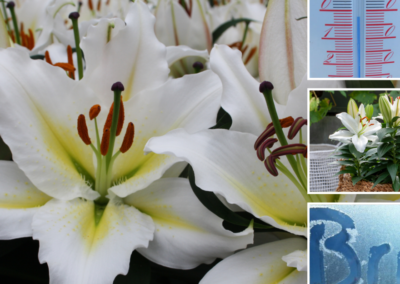 Pot lilies and frost