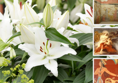 The lily, in our midst for centuries …