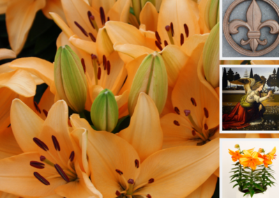 The lily, in our midst for centuries… part 2