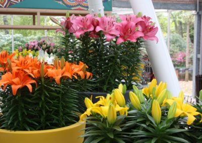 Keukenhof 2022