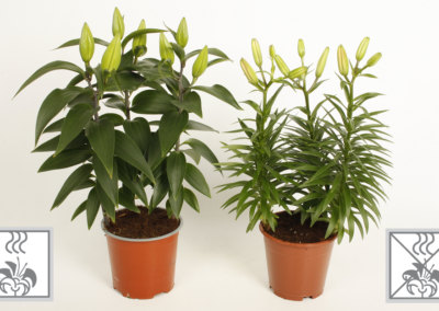 Fragrant or odorless