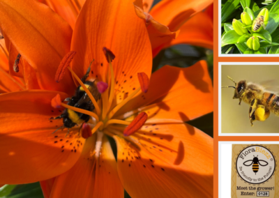 THE LILY, THE POLLEN AND THE BEE