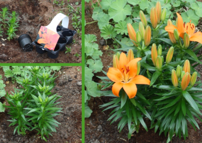 Grow your own lilies