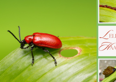 Beware of Lily Beetles – they love lilies too…..