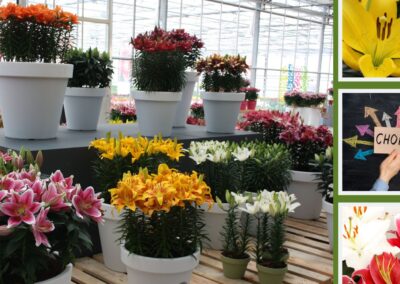 Lilies in different varieties