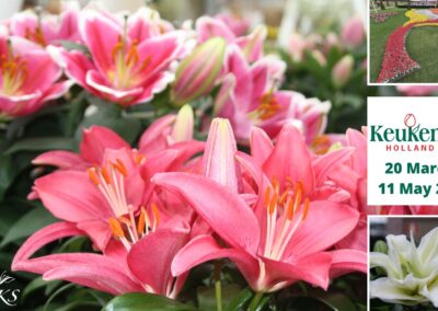 Keukenhof : 22 March – 11 May
