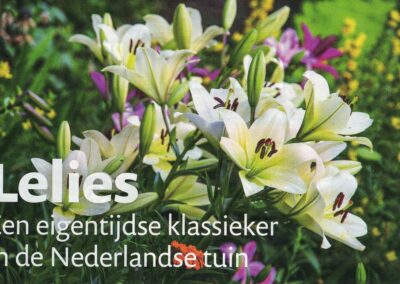 artikel over lelies in DenD