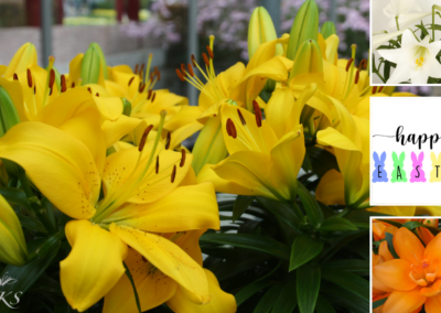 Easter Flowers : The lily is among the top 10 to add color to your Easter.