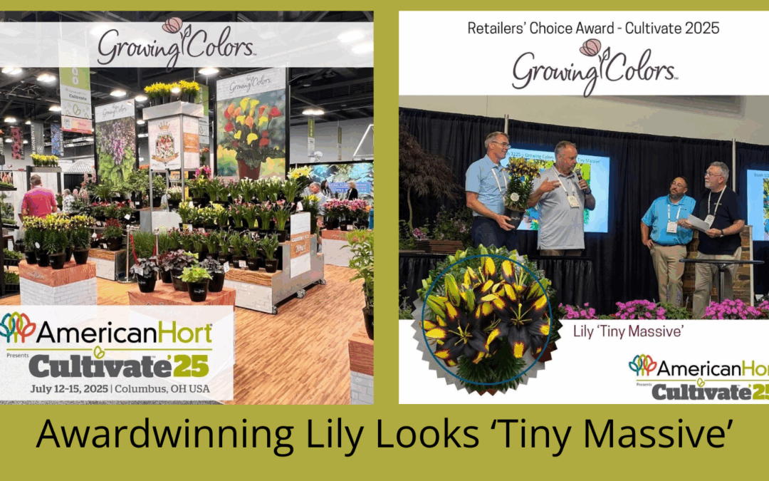 Lily Looks ‘Tiny Massive’ wint Retailers’ Choice award