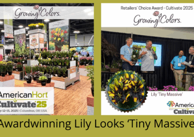 Awardwinning Lily Looks ‘Tiny Massive’